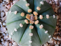 Astrophytum asterias